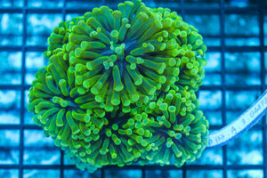 #wholesale_coral# - #saltwater_fish# #saltwater_coral# - #rare corals# - #coralsdepot# - #Corals_Depot# - #live_corals# - #eye-catching-coral# #quality_marine_fish# -#quality-marine# #discoun