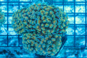 #wholesale_coral# - #saltwater_fish# #saltwater_coral# - #rare corals# - #coralsdepot# - #Corals_Depot# - #live_corals# - #eye-catching-coral# #quality_marine_fish# -#quality-marine# #discoun