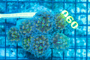 #wholesale_coral# - #saltwater_fish# #saltwater_coral# - #rare corals# - #coralsdepot# - #Corals_Depot# - #live_corals# - #eye-catching-coral# #quality_marine_fish# -#quality-marine# #discoun