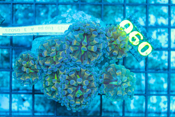 #wholesale_coral# - #saltwater_fish# #saltwater_coral# - #rare corals# - #coralsdepot# - #Corals_Depot# - #live_corals# - #eye-catching-coral# #quality_marine_fish# -#quality-marine# #discoun