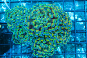 #wholesale_coral# - #saltwater_fish# #saltwater_coral# - #rare corals# - #coralsdepot# - #Corals_Depot# - #live_corals# - #eye-catching-coral# #quality_marine_fish# -#quality-marine# #discoun