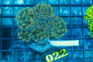 #wholesale_coral# - #saltwater_fish# #saltwater_coral# - #rare corals# - #coralsdepot# - #Corals_Depot# - #live_corals# - #eye-catching-coral# #quality_marine_fish# -#quality-marine# #discoun