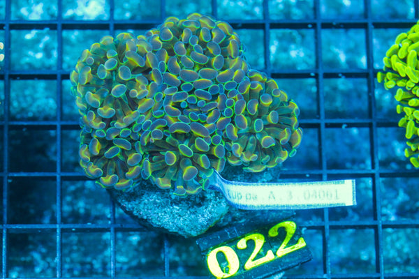 #wholesale_coral# - #saltwater_fish# #saltwater_coral# - #rare corals# - #coralsdepot# - #Corals_Depot# - #live_corals# - #eye-catching-coral# #quality_marine_fish# -#quality-marine# #discoun