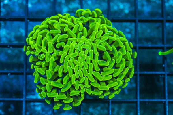 #wholesale_coral# - #saltwater_fish# #saltwater_coral# - #rare corals# - #coralsdepot# - #Corals_Depot# - #live_corals# - #eye-catching-coral# #quality_marine_fish# -#quality-marine# #discoun