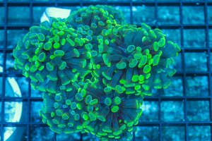 #wholesale_coral# - #saltwater_fish# #saltwater_coral# - #rare corals# - #coralsdepot# - #Corals_Depot# - #live_corals# - #eye-catching-coral# #quality_marine_fish# -#quality-marine# #discoun
