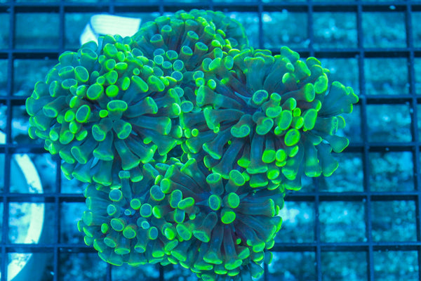 #wholesale_coral# - #saltwater_fish# #saltwater_coral# - #rare corals# - #coralsdepot# - #Corals_Depot# - #live_corals# - #eye-catching-coral# #quality_marine_fish# -#quality-marine# #discoun