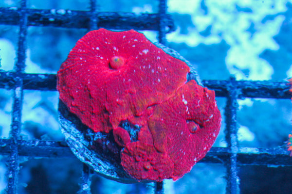 #wholesale_coral# - #saltwater_fish# #saltwater_coral# - #rare corals# - #coralsdepot# - #Corals_Depot# - #live_corals# - #eye-catching-coral# #quality_marine_fish# -#quality-marine# #discoun