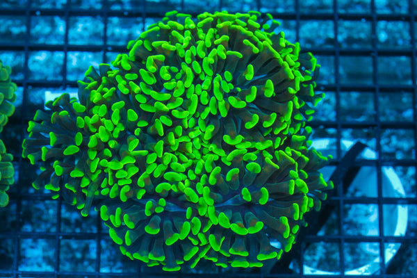 #wholesale_coral# - #saltwater_fish# #saltwater_coral# - #rare corals# - #coralsdepot# - #Corals_Depot# - #live_corals# - #eye-catching-coral# #quality_marine_fish# -#quality-marine# #discoun