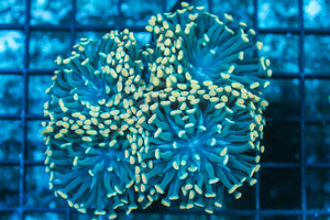 #wholesale_coral# - #saltwater_fish# #saltwater_coral# - #rare corals# - #coralsdepot# - #Corals_Depot# - #live_corals# - #eye-catching-coral# #quality_marine_fish# -#quality-marine# #discoun