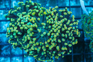 #wholesale_coral# - #saltwater_fish# #saltwater_coral# - #rare corals# - #coralsdepot# - #Corals_Depot# - #live_corals# - #eye-catching-coral# #quality_marine_fish# -#quality-marine# #discoun
