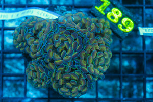 #wholesale_coral# - #saltwater_fish# #saltwater_coral# - #rare corals# - #coralsdepot# - #Corals_Depot# - #live_corals# - #eye-catching-coral# #quality_marine_fish# -#quality-marine# #discoun