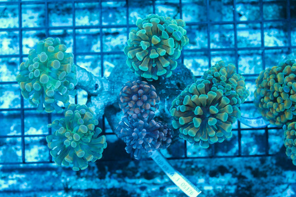 #wholesale_coral# - #saltwater_fish# #saltwater_coral# - #rare corals# - #coralsdepot# - #Corals_Depot# - #live_corals# - #eye-catching-coral# #quality_marine_fish# -#quality-marine# #discoun
