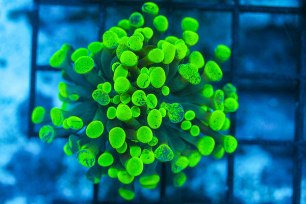 #wholesale_coral# - #saltwater_fish# #saltwater_coral# - #rare corals# - #coralsdepot# - #Corals_Depot# - #live_corals# - #eye-catching-coral# #quality_marine_fish# -#quality-marine# #discoun