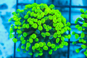 #wholesale_coral# - #saltwater_fish# #saltwater_coral# - #rare corals# - #coralsdepot# - #Corals_Depot# - #live_corals# - #eye-catching-coral# #quality_marine_fish# -#quality-marine# #discoun