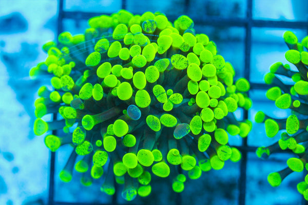 #wholesale_coral# - #saltwater_fish# #saltwater_coral# - #rare corals# - #coralsdepot# - #Corals_Depot# - #live_corals# - #eye-catching-coral# #quality_marine_fish# -#quality-marine# #discoun