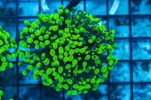 #wholesale_coral# - #saltwater_fish# #saltwater_coral# - #rare corals# - #coralsdepot# - #Corals_Depot# - #live_corals# - #eye-catching-coral# #quality_marine_fish# -#quality-marine# #discoun