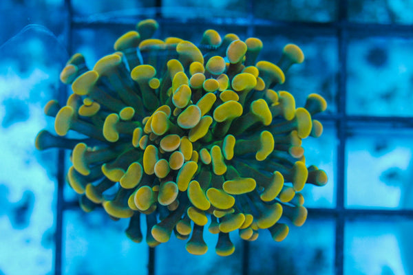#wholesale_coral# - #saltwater_fish# #saltwater_coral# - #rare corals# - #coralsdepot# - #Corals_Depot# - #live_corals# - #eye-catching-coral# #quality_marine_fish# -#quality-marine# #discoun