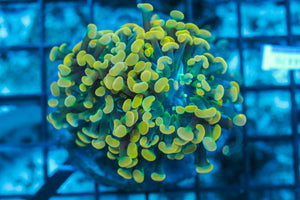 #wholesale_coral# - #saltwater_fish# #saltwater_coral# - #rare corals# - #coralsdepot# - #Corals_Depot# - #live_corals# - #eye-catching-coral# #quality_marine_fish# -#quality-marine# #discoun