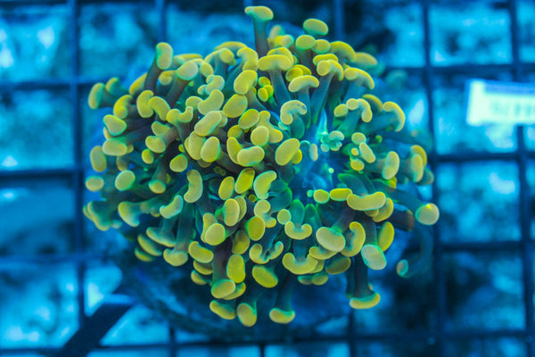 #wholesale_coral# - #saltwater_fish# #saltwater_coral# - #rare corals# - #coralsdepot# - #Corals_Depot# - #live_corals# - #eye-catching-coral# #quality_marine_fish# -#quality-marine# #discoun