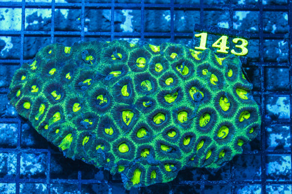 #wholesale_coral# - #saltwater_fish# #saltwater_coral# - #rare corals# - #coralsdepot# - #Corals_Depot# - #live_corals# - #eye-catching-coral# #quality_marine_fish# -#quality-marine# #discoun