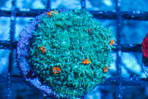 #wholesale_coral# - #saltwater_fish# #saltwater_coral# - #rare corals# - #coralsdepot# - #Corals_Depot# - #live_corals# - #eye-catching-coral# #quality_marine_fish# -#quality-marine# #discoun