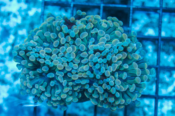 #wholesale_coral# - #saltwater_fish# #saltwater_coral# - #rare corals# - #coralsdepot# - #Corals_Depot# - #live_corals# - #eye-catching-coral# #quality_marine_fish# -#quality-marine# #discoun
