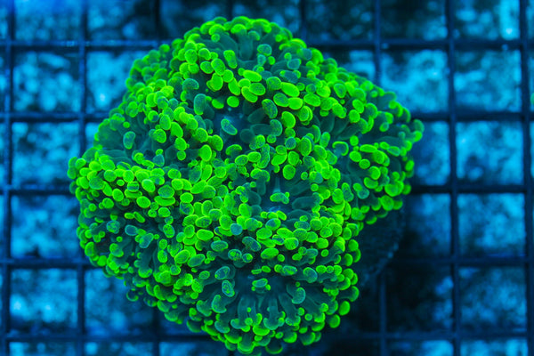 #wholesale_coral# - #saltwater_fish# #saltwater_coral# - #rare corals# - #coralsdepot# - #Corals_Depot# - #live_corals# - #eye-catching-coral# #quality_marine_fish# -#quality-marine# #discoun