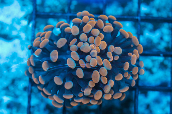 #wholesale_coral# - #saltwater_fish# #saltwater_coral# - #rare corals# - #coralsdepot# - #Corals_Depot# - #live_corals# - #eye-catching-coral# #quality_marine_fish# -#quality-marine# #discoun