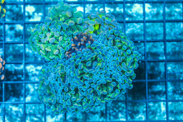 #wholesale_coral# - #saltwater_fish# #saltwater_coral# - #rare corals# - #coralsdepot# - #Corals_Depot# - #live_corals# - #eye-catching-coral# #quality_marine_fish# -#quality-marine# #discoun