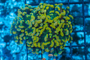 #wholesale_coral# - #saltwater_fish# #saltwater_coral# - #rare corals# - #coralsdepot# - #Corals_Depot# - #live_corals# - #eye-catching-coral# #quality_marine_fish# -#quality-marine# #discoun