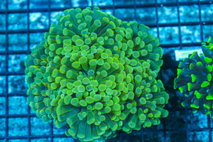 #wholesale_coral# - #saltwater_fish# #saltwater_coral# - #rare corals# - #coralsdepot# - #Corals_Depot# - #live_corals# - #eye-catching-coral# #quality_marine_fish# -#quality-marine# #discoun