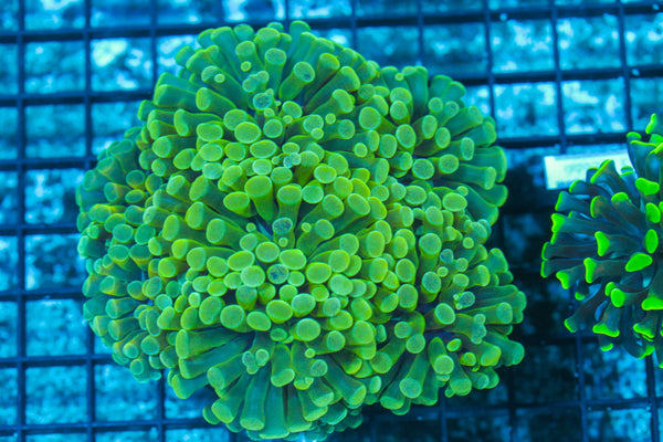 #wholesale_coral# - #saltwater_fish# #saltwater_coral# - #rare corals# - #coralsdepot# - #Corals_Depot# - #live_corals# - #eye-catching-coral# #quality_marine_fish# -#quality-marine# #discoun