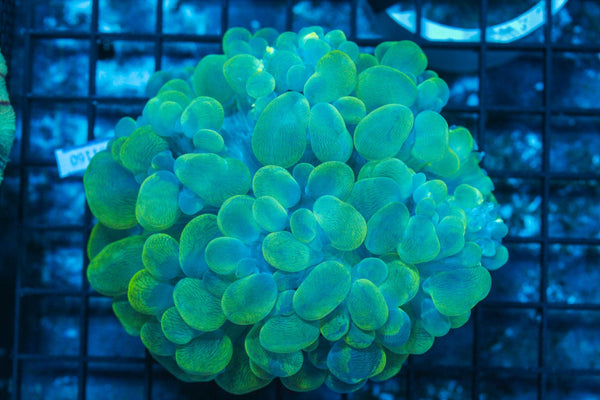 #wholesale_coral# - #saltwater_fish# #saltwater_coral# - #rare corals# - #coralsdepot# - #Corals_Depot# - #live_corals# - #eye-catching-coral# #quality_marine_fish# -#quality-marine# #discoun