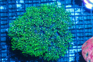 #wholesale_coral# - #saltwater_fish# #saltwater_coral# - #rare corals# - #coralsdepot# - #Corals_Depot# - #live_corals# - #eye-catching-coral# #quality_marine_fish# -#quality-marine# #discoun