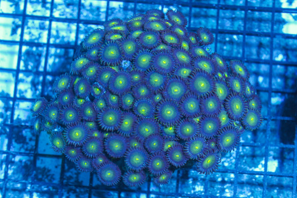 #wholesale_coral# - #saltwater_fish# #saltwater_coral# - #rare corals# - #coralsdepot# - #Corals_Depot# - #live_corals# - #eye-catching-coral# #quality_marine_fish# -#quality-marine# #discoun