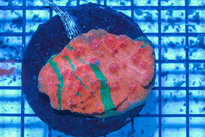 #wholesale_coral# - #saltwater_fish# #saltwater_coral# - #rare corals# - #coralsdepot# - #Corals_Depot# - #live_corals# - #eye-catching-coral# #quality_marine_fish# -#quality-marine# #discoun
