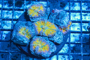 #wholesale_coral# - #saltwater_fish# #saltwater_coral# - #rare corals# - #coralsdepot# - #Corals_Depot# - #live_corals# - #eye-catching-coral# #quality_marine_fish# -#quality-marine# #discoun