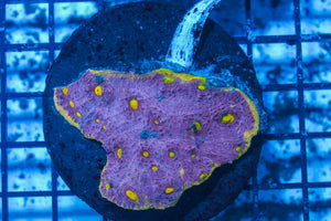 #wholesale_coral# - #saltwater_fish# #saltwater_coral# - #rare corals# - #coralsdepot# - #Corals_Depot# - #live_corals# - #eye-catching-coral# #quality_marine_fish# -#quality-marine# #discoun