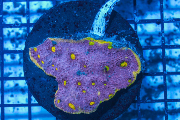 #wholesale_coral# - #saltwater_fish# #saltwater_coral# - #rare corals# - #coralsdepot# - #Corals_Depot# - #live_corals# - #eye-catching-coral# #quality_marine_fish# -#quality-marine# #discoun