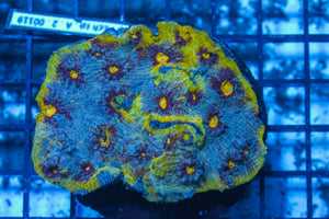 #wholesale_coral# - #saltwater_fish# #saltwater_coral# - #rare corals# - #coralsdepot# - #Corals_Depot# - #live_corals# - #eye-catching-coral# #quality_marine_fish# -#quality-marine# #discoun