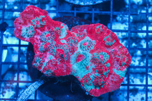 #wholesale_coral# - #saltwater_fish# #saltwater_coral# - #rare corals# - #coralsdepot# - #Corals_Depot# - #live_corals# - #eye-catching-coral# #quality_marine_fish# -#quality-marine# #discoun