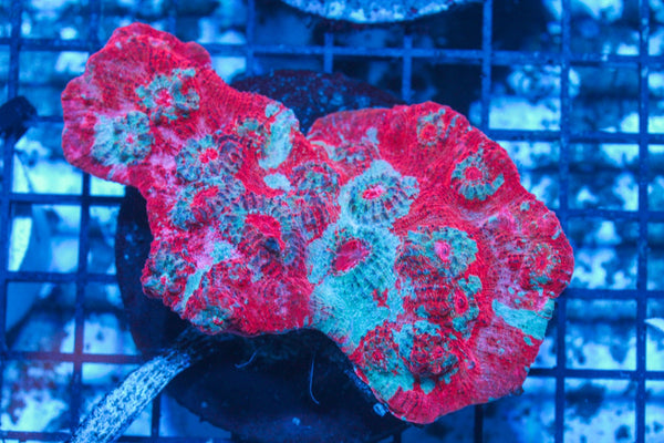 #wholesale_coral# - #saltwater_fish# #saltwater_coral# - #rare corals# - #coralsdepot# - #Corals_Depot# - #live_corals# - #eye-catching-coral# #quality_marine_fish# -#quality-marine# #discoun