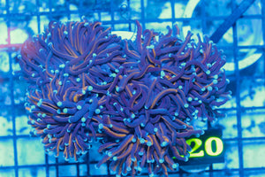 #wholesale_coral# - #saltwater_fish# #saltwater_coral# - #rare corals# - #coralsdepot# - #Corals_Depot# - #live_corals# - #eye-catching-coral# #quality_marine_fish# -#quality-marine# #discoun