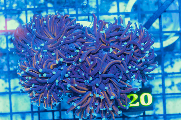 #wholesale_coral# - #saltwater_fish# #saltwater_coral# - #rare corals# - #coralsdepot# - #Corals_Depot# - #live_corals# - #eye-catching-coral# #quality_marine_fish# -#quality-marine# #discoun