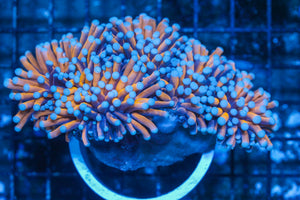 #wholesale_coral# - #saltwater_fish# #saltwater_coral# - #rare corals# - #coralsdepot# - #Corals_Depot# - #live_corals# - #eye-catching-coral# #quality_marine_fish# -#quality-marine# #discoun