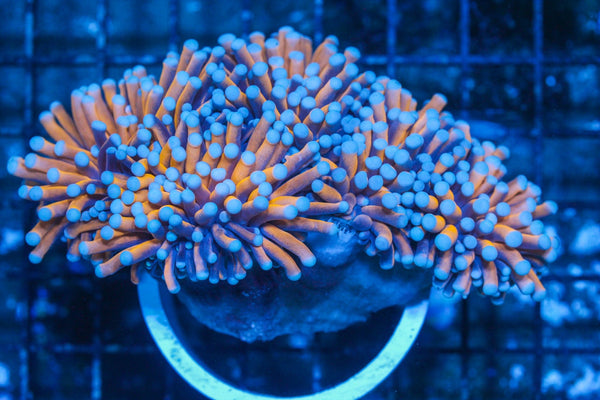 #wholesale_coral# - #saltwater_fish# #saltwater_coral# - #rare corals# - #coralsdepot# - #Corals_Depot# - #live_corals# - #eye-catching-coral# #quality_marine_fish# -#quality-marine# #discoun