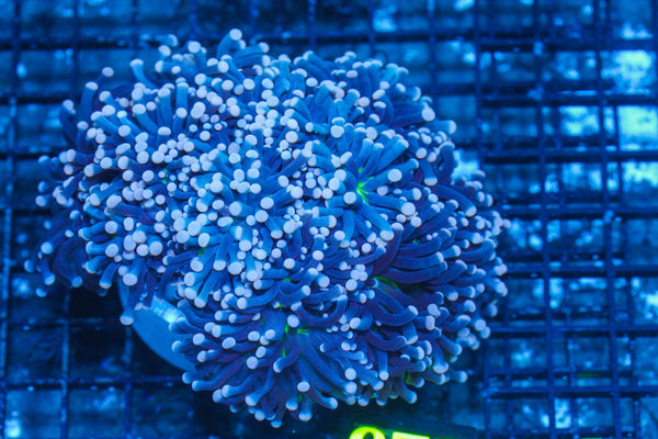 #wholesale_coral# - #saltwater_fish# #saltwater_coral# - #rare corals# - #coralsdepot# - #Corals_Depot# - #live_corals# - #eye-catching-coral# #quality_marine_fish# -#quality-marine# #discoun