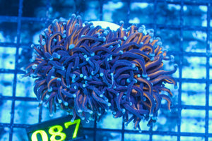 #wholesale_coral# - #saltwater_fish# #saltwater_coral# - #rare corals# - #coralsdepot# - #Corals_Depot# - #live_corals# - #eye-catching-coral# #quality_marine_fish# -#quality-marine# #discoun