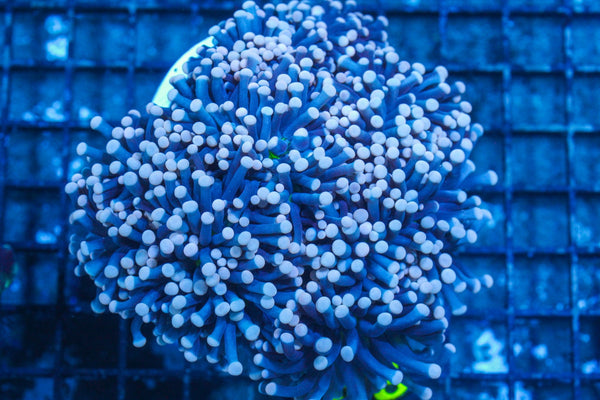 #wholesale_coral# - #saltwater_fish# #saltwater_coral# - #rare corals# - #coralsdepot# - #Corals_Depot# - #live_corals# - #eye-catching-coral# #quality_marine_fish# -#quality-marine# #discoun