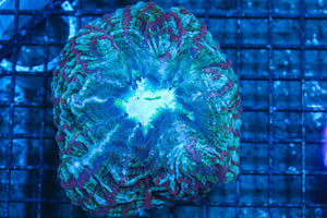 #wholesale_coral# - #saltwater_fish# #saltwater_coral# - #rare corals# - #coralsdepot# - #Corals_Depot# - #live_corals# - #eye-catching-coral# #quality_marine_fish# -#quality-marine# #discoun